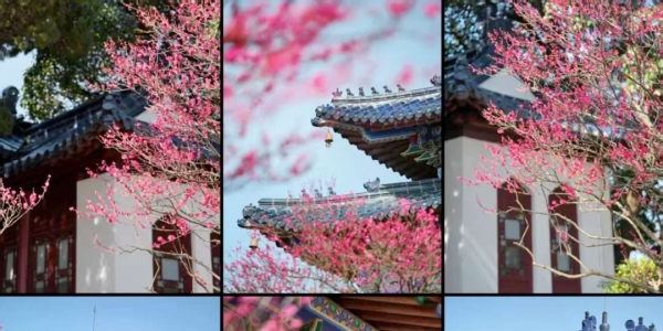 南京冬季不可错过的5处梅花拍照赏梅打卡点